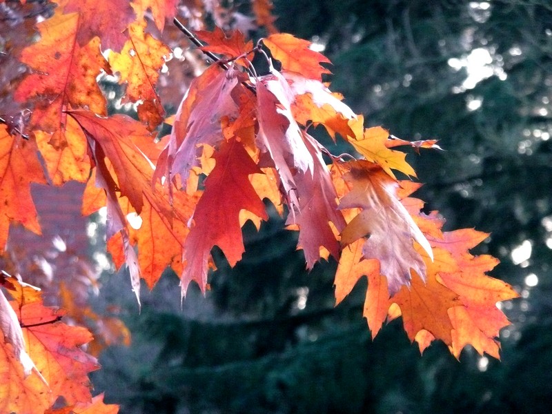  showen in de late middagzon