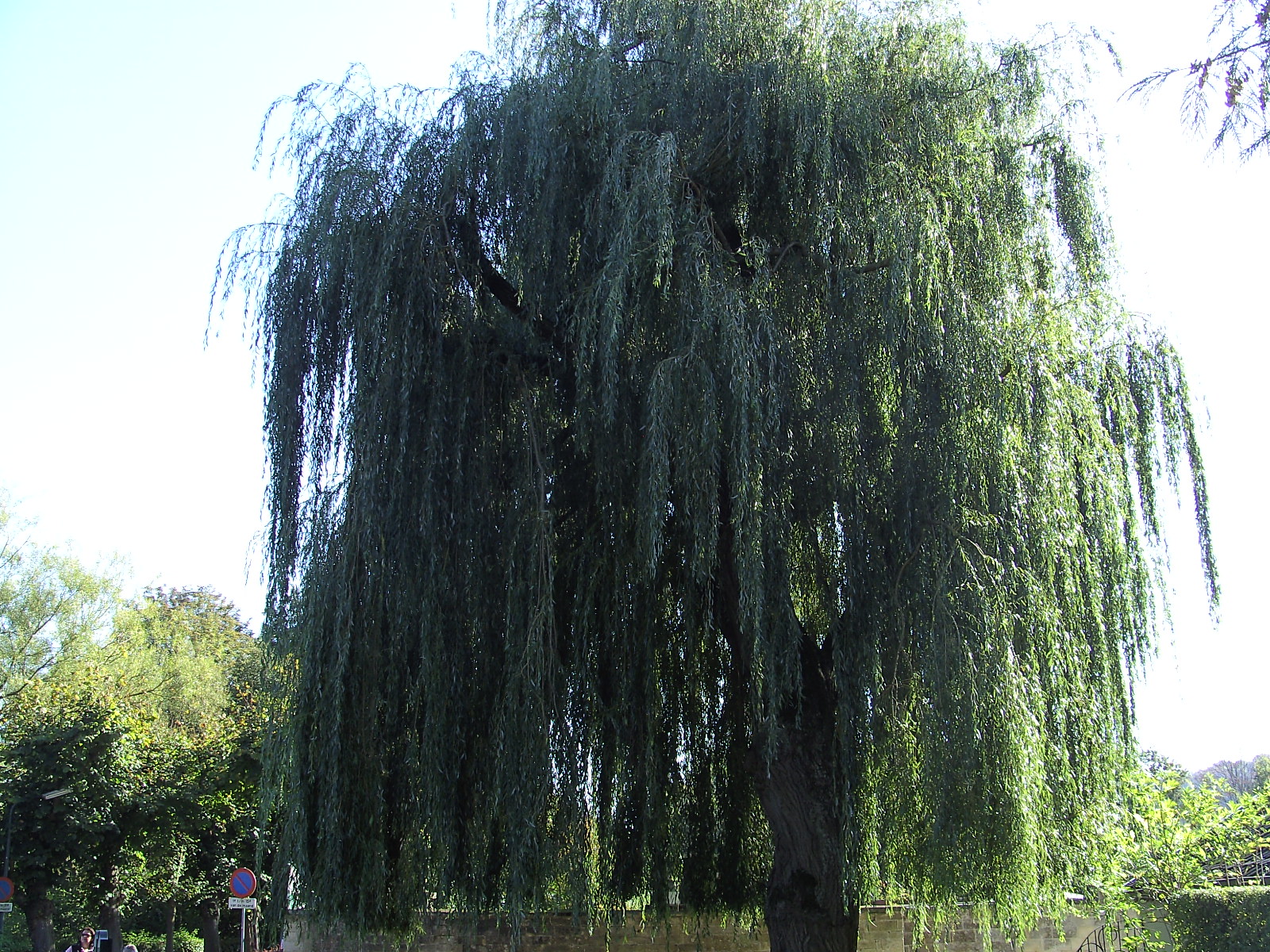 BOOM ????bij de Heemtuin Valkenburg