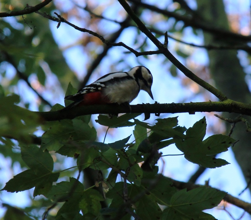 Tik..Tik....Tik...Tiktiktiktik