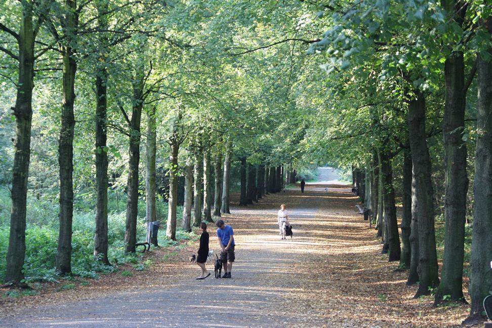 Herfst in Scheveningse bosjes