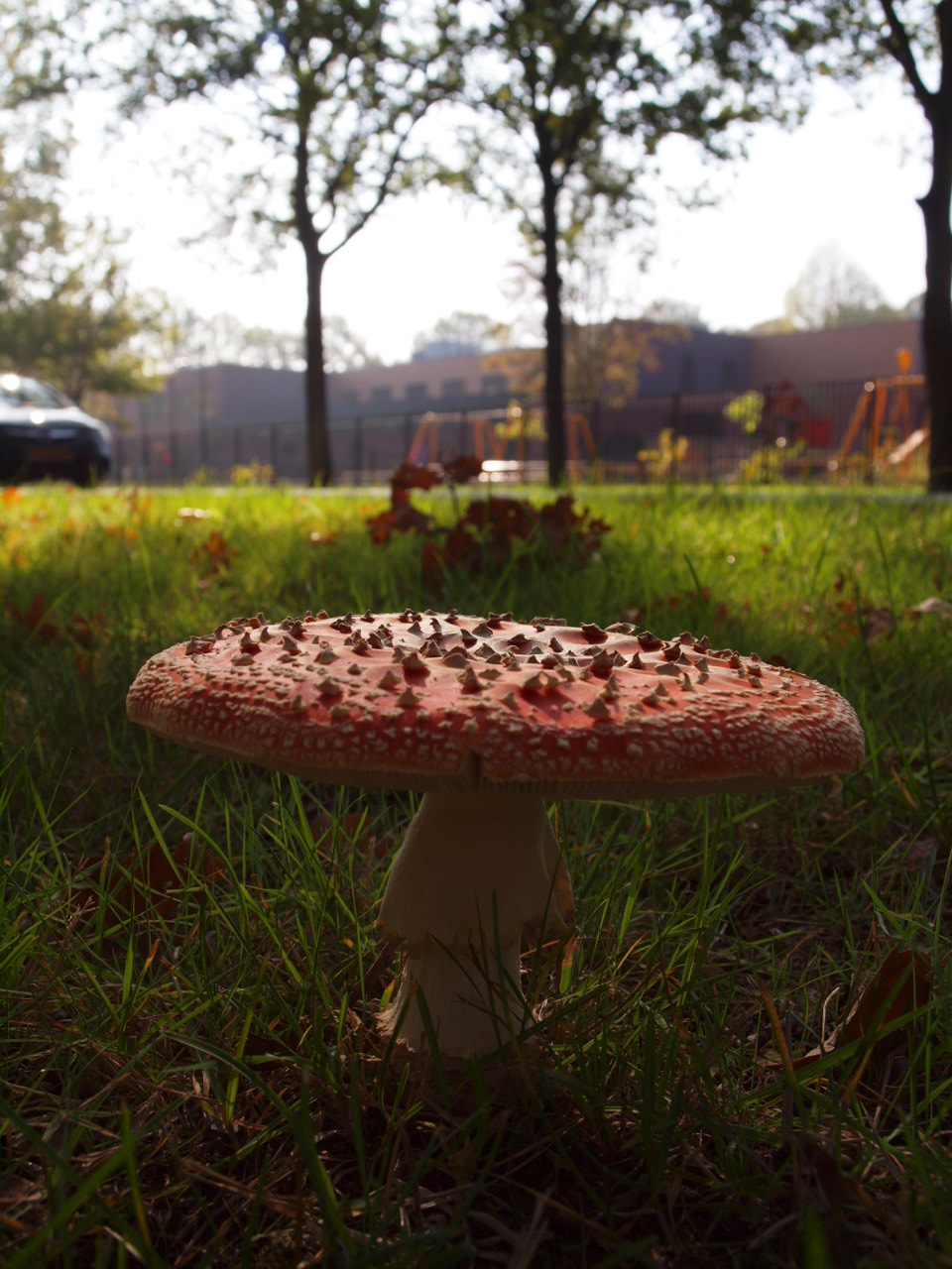 Prachtige vliegenzwam (2)