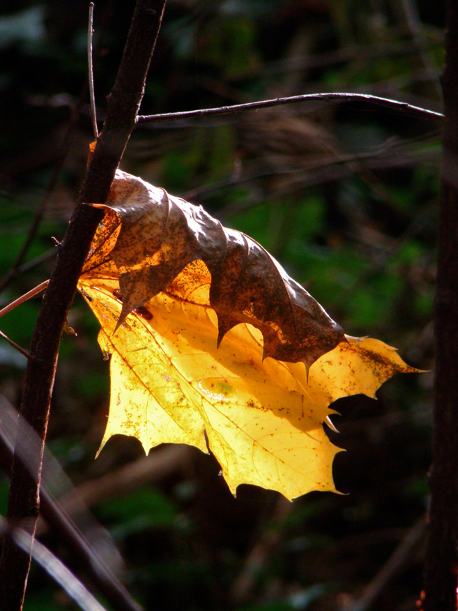 Golden leaf