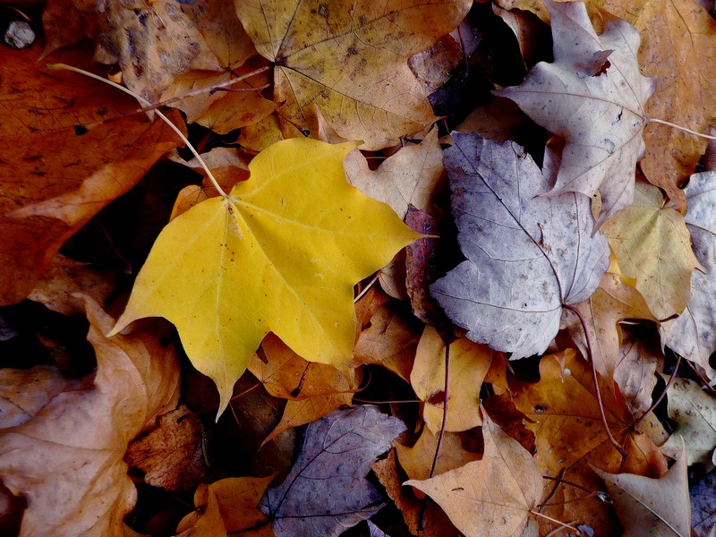 herfstpracht in de goot