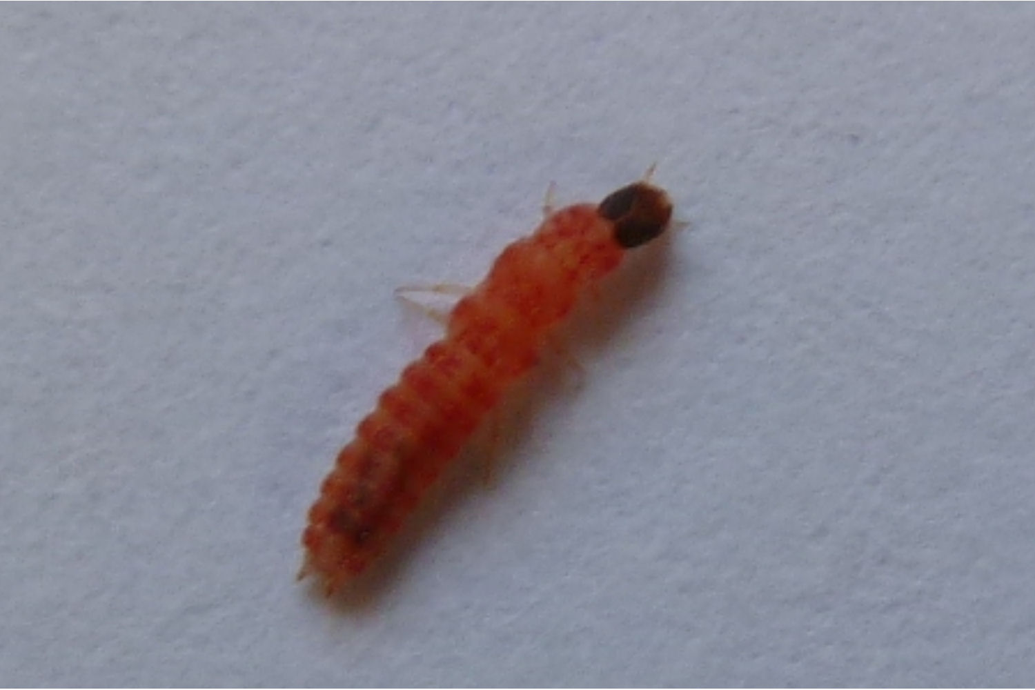 Welk rupsje is dit en van welke vlinder???