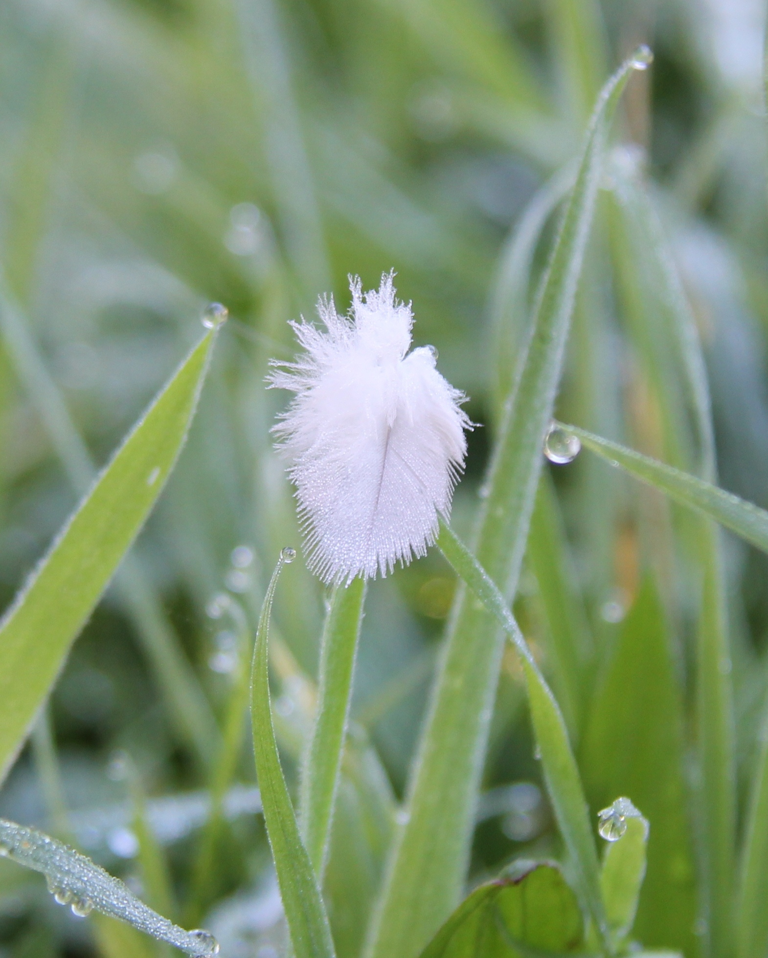 Pronken met andermans veren