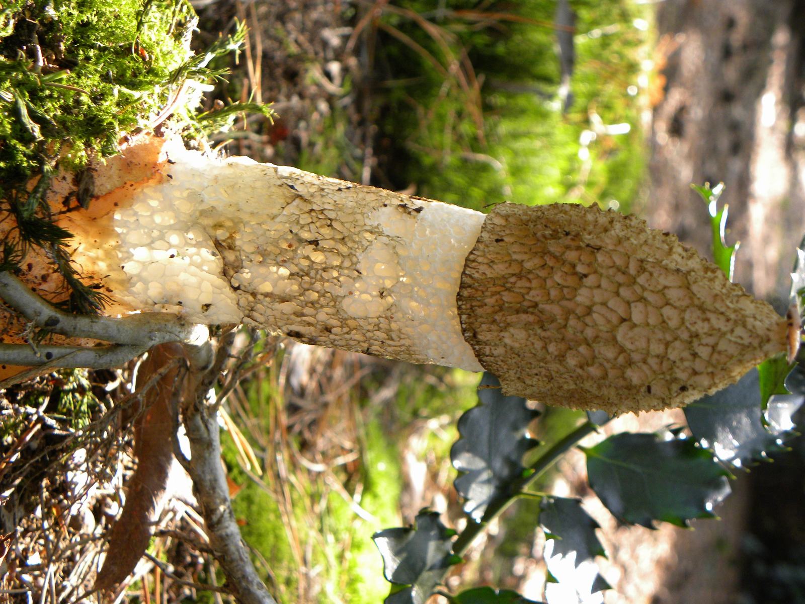 Prachtige paddestoel