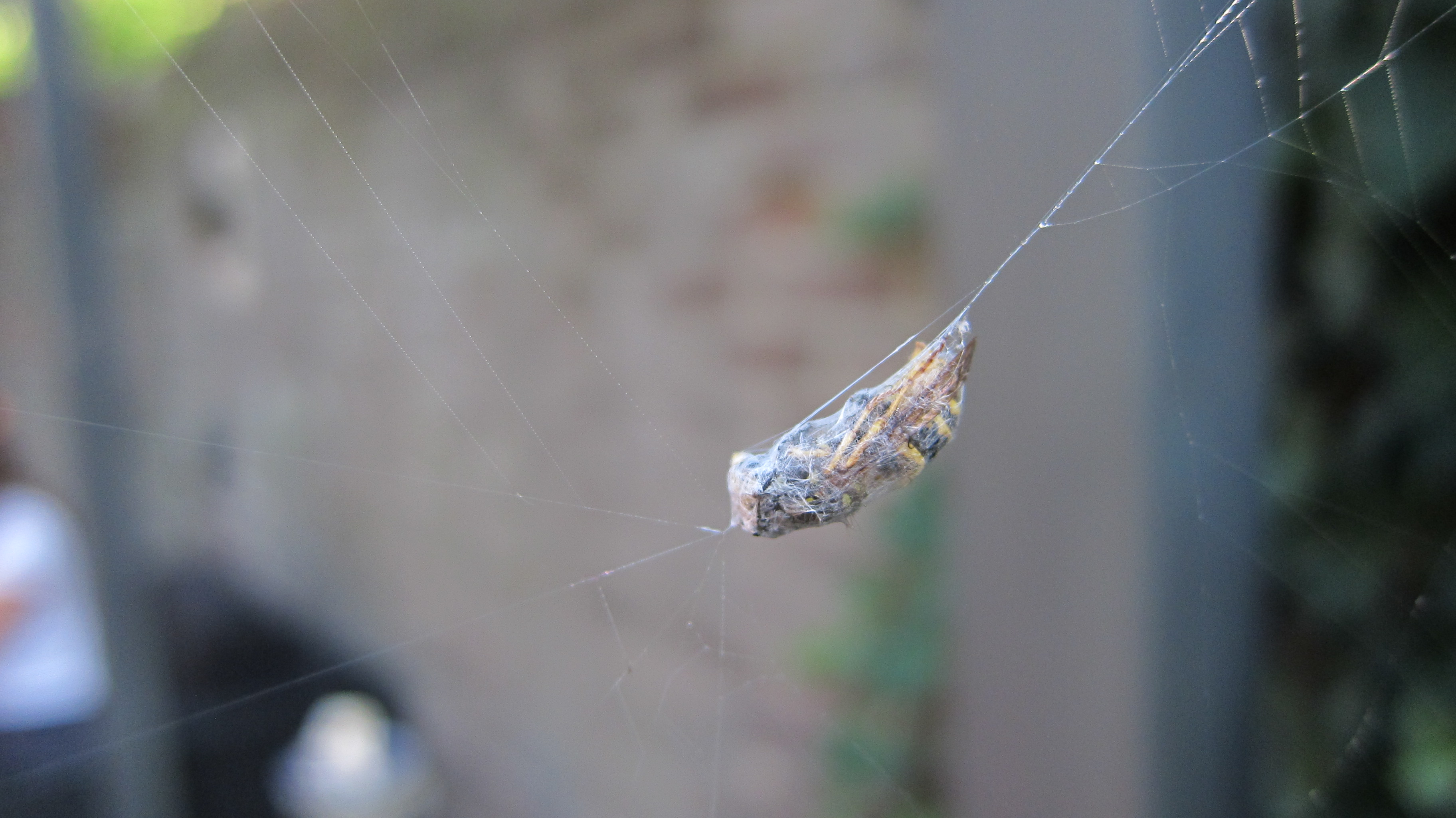 Late Wesp.Onverwacht Herfst-hapje.