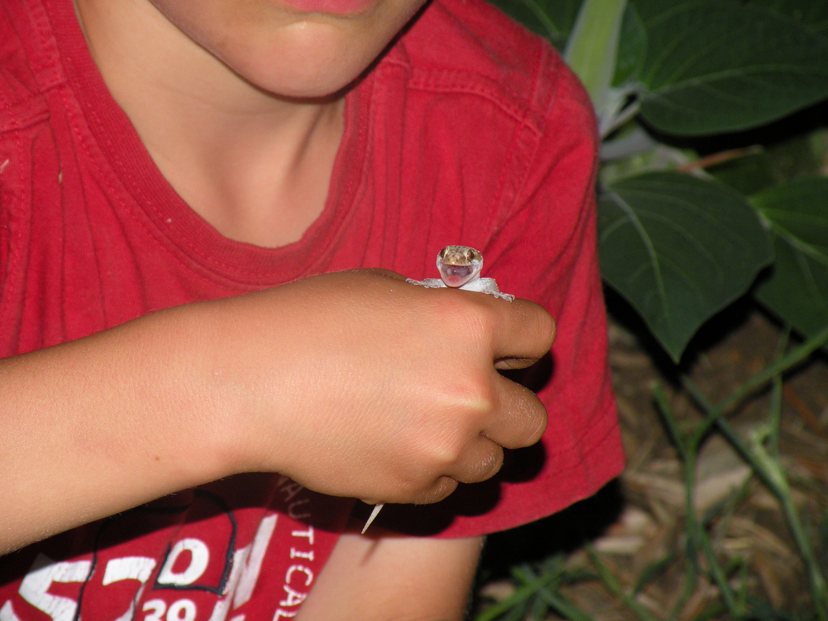Gekko doet een mondje open