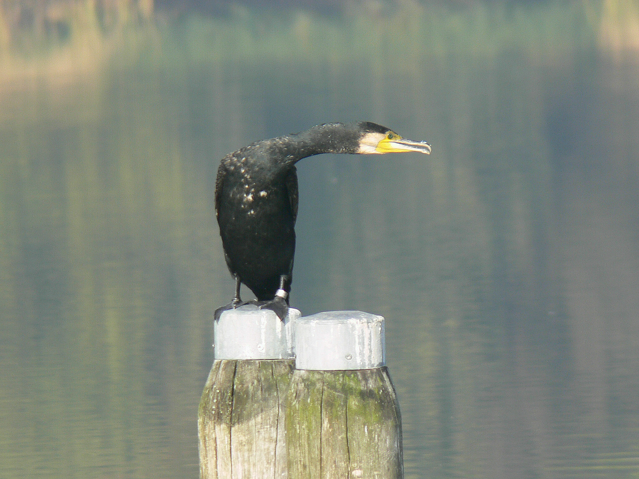 Wat zie ik..........