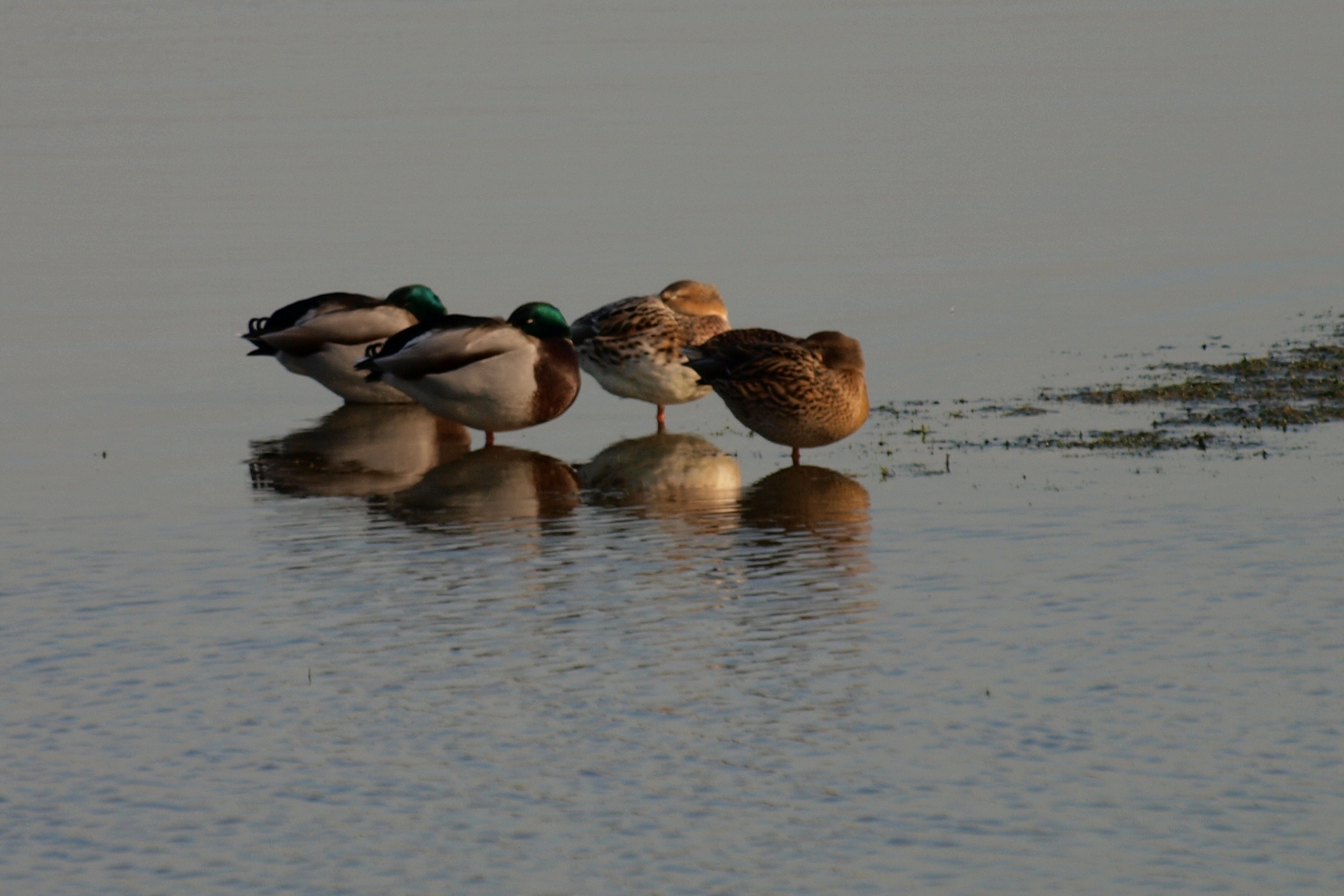 Dutten in de avondzon