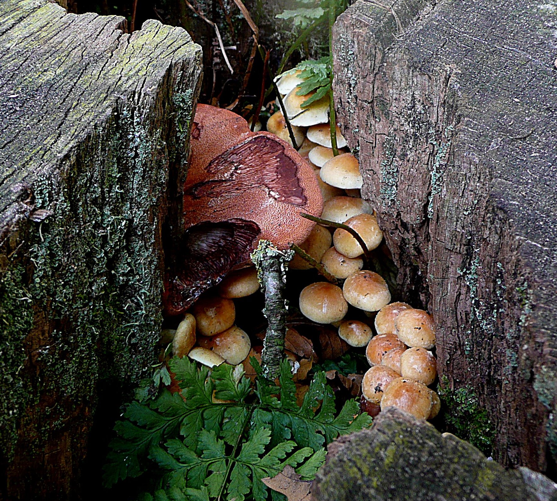Biefstukzwam met prachtvlamhoed