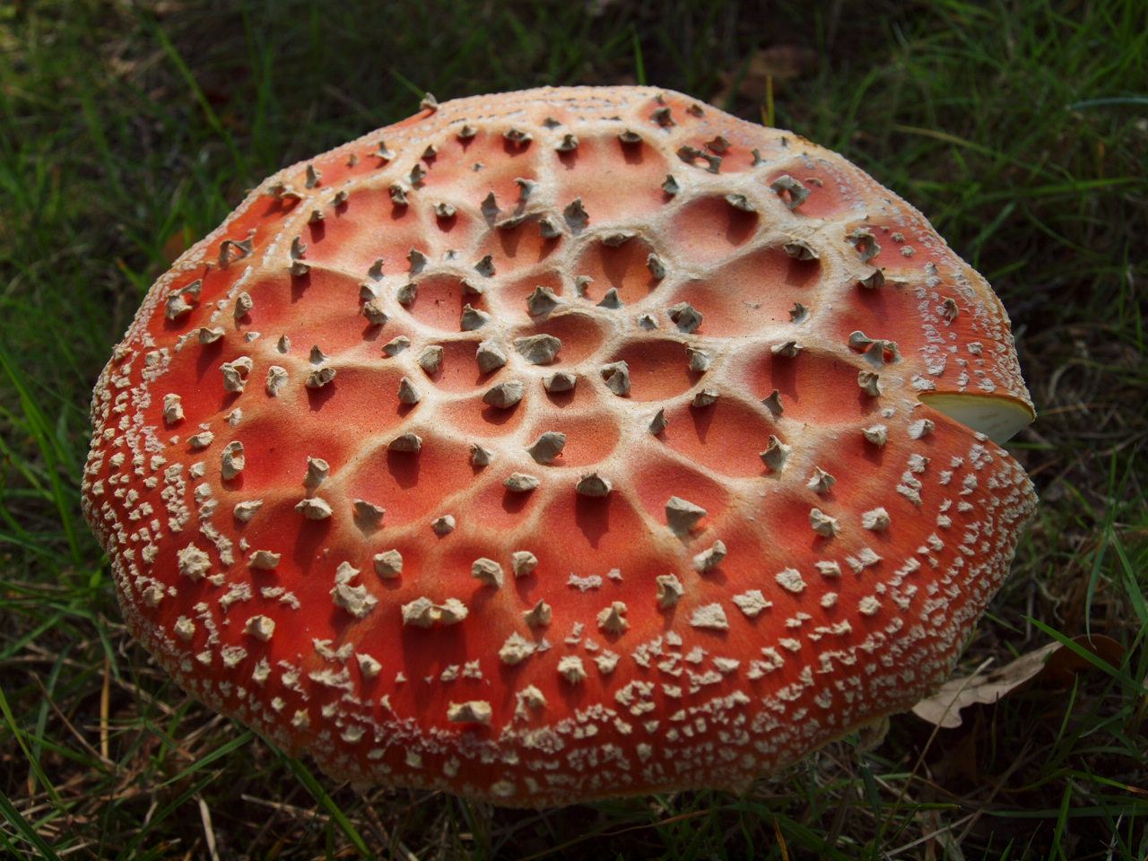 Prachtige vliegenzwam