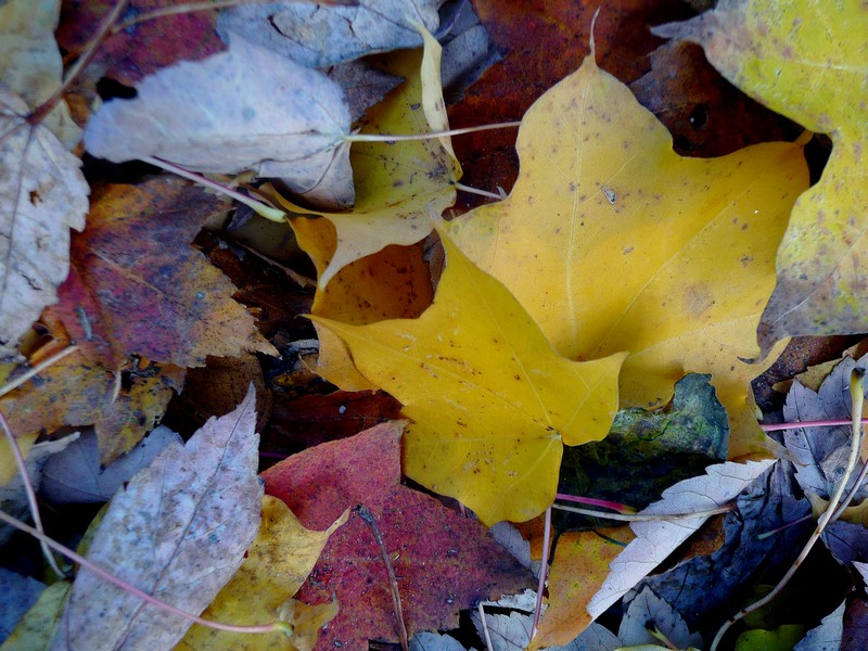 Stilleven in de goot