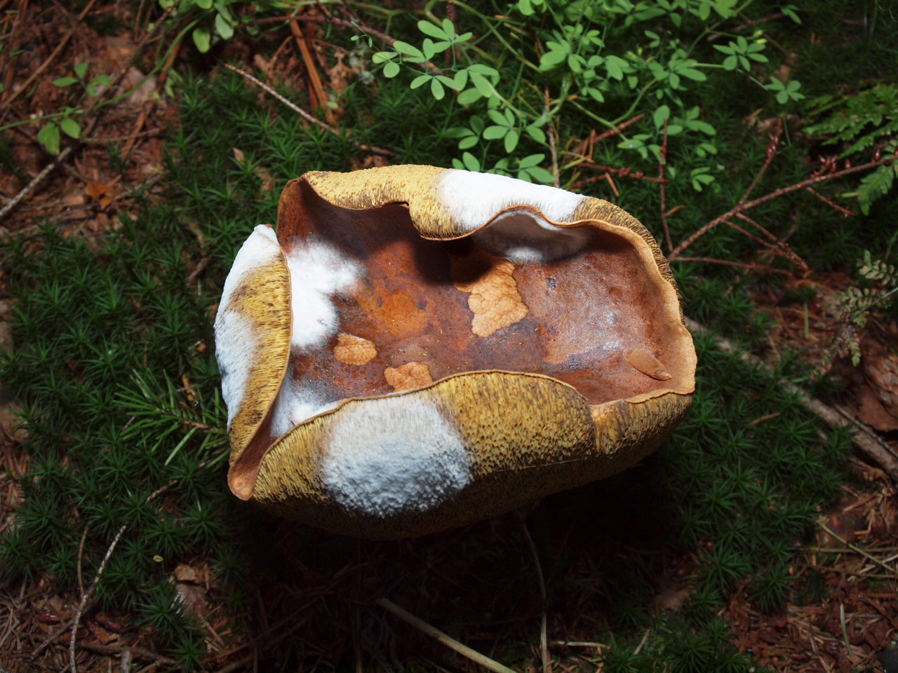 Boleet met schimmel.