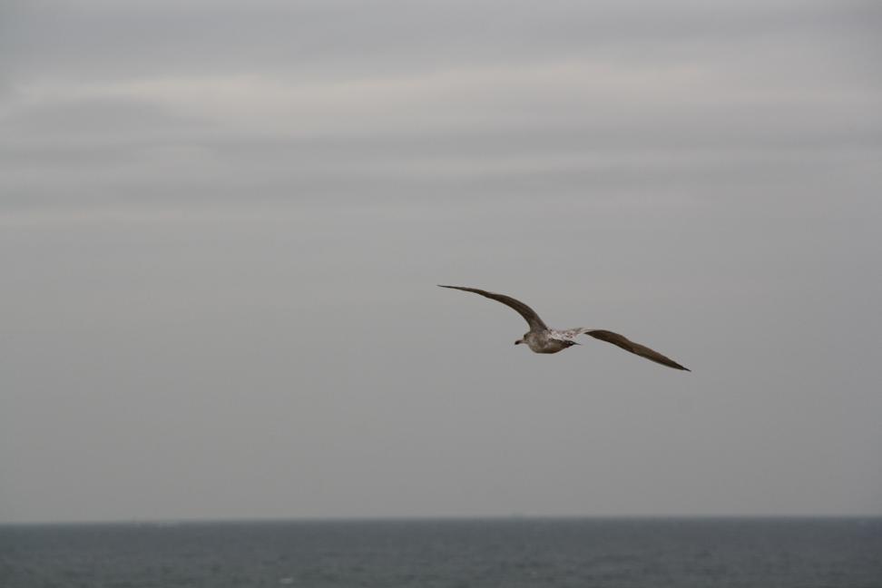 meeuw boven strand Den Haag
