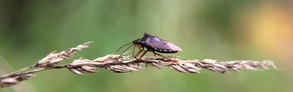 Horizontale roodpootwants