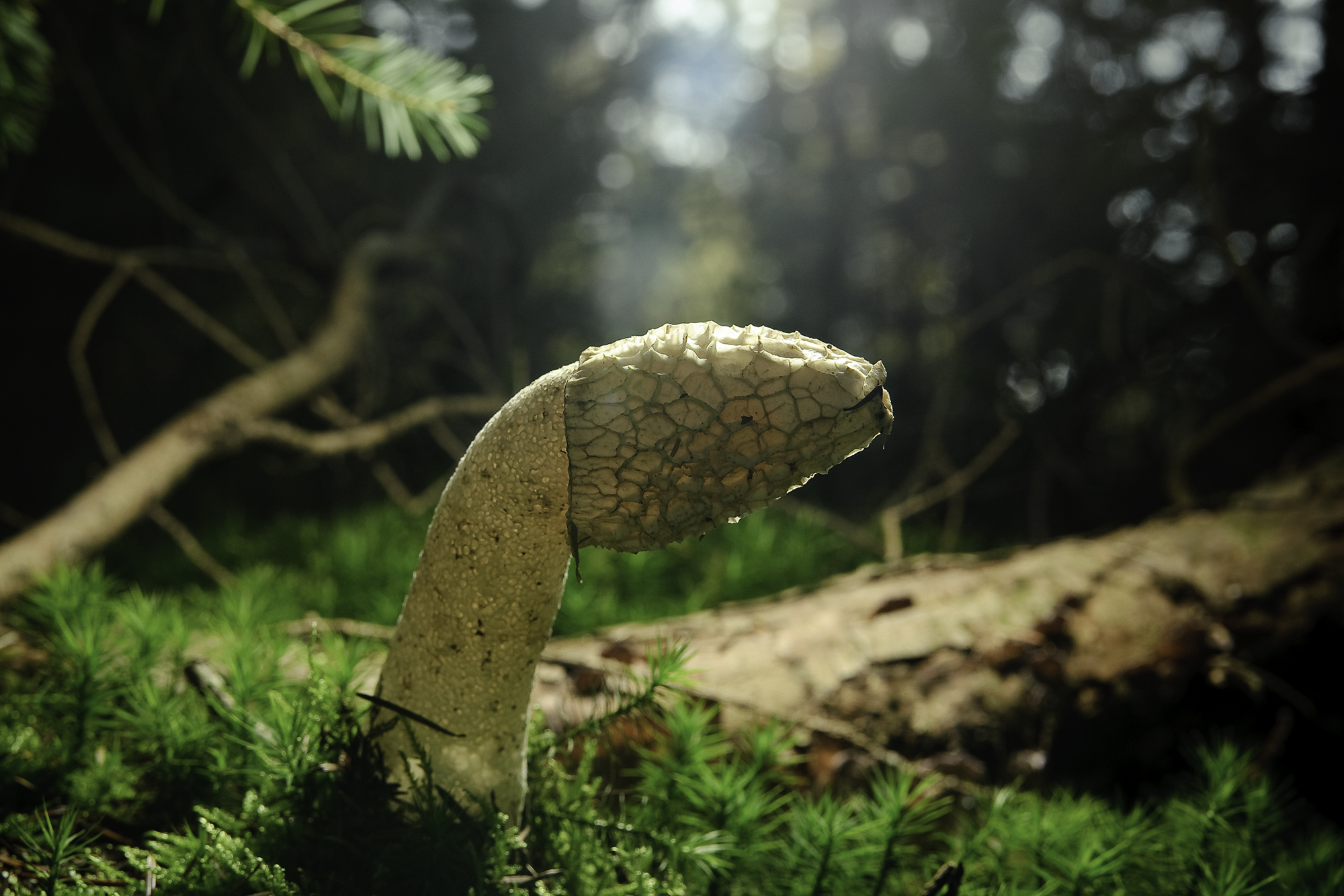 Doorschijnende Phallus