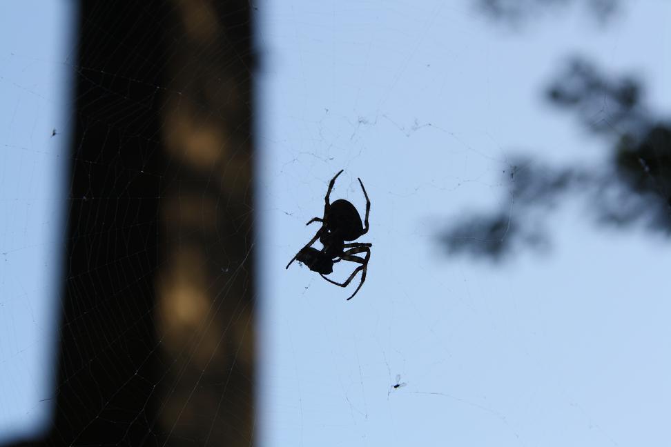 spin in web