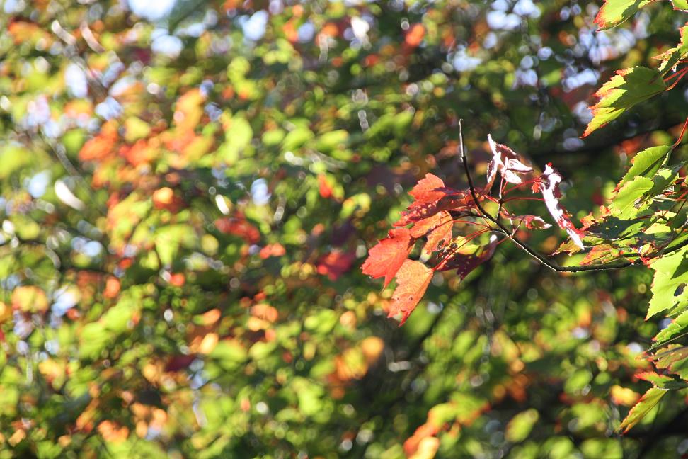 Herfst kleuren