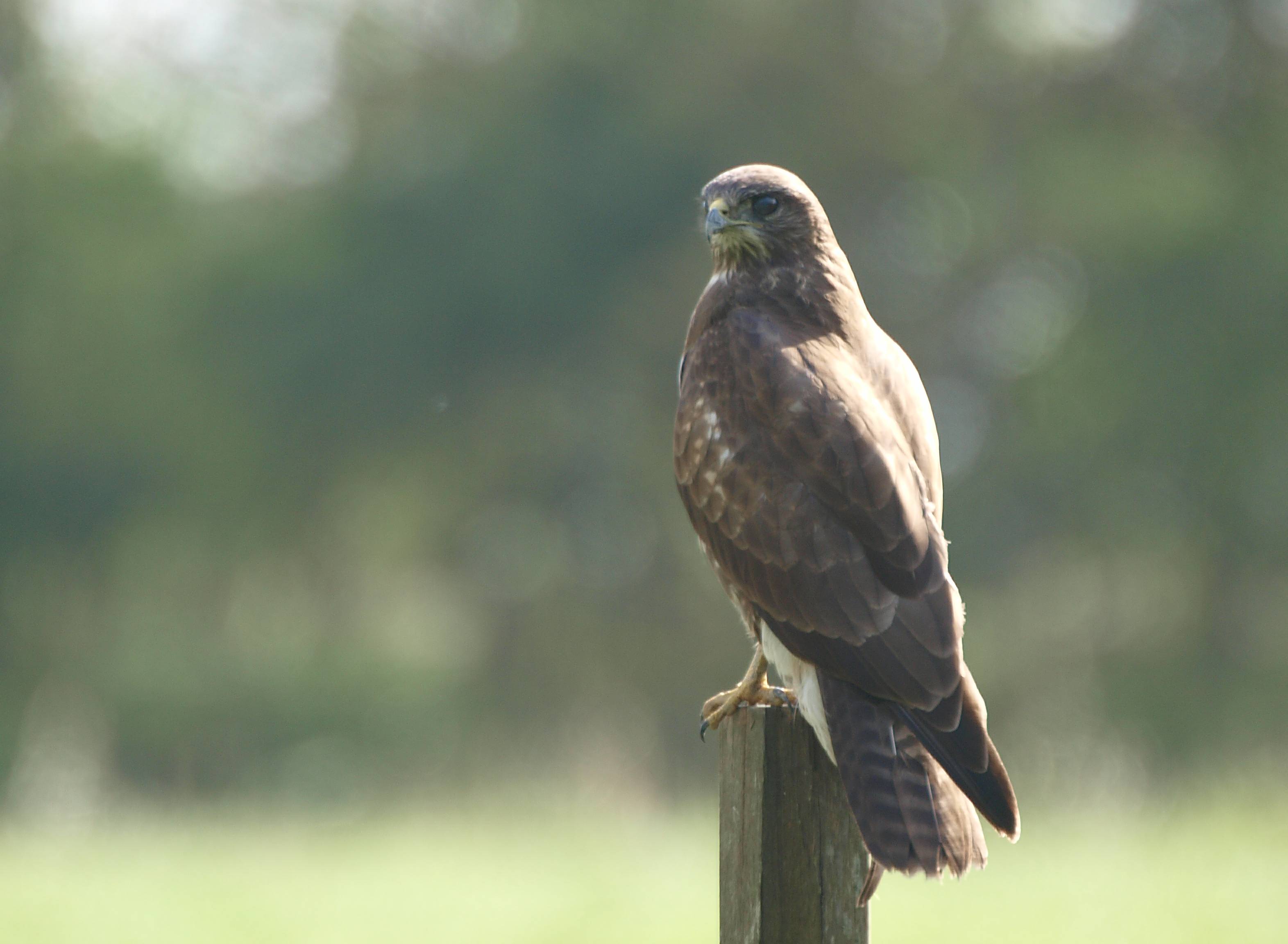 buizerd