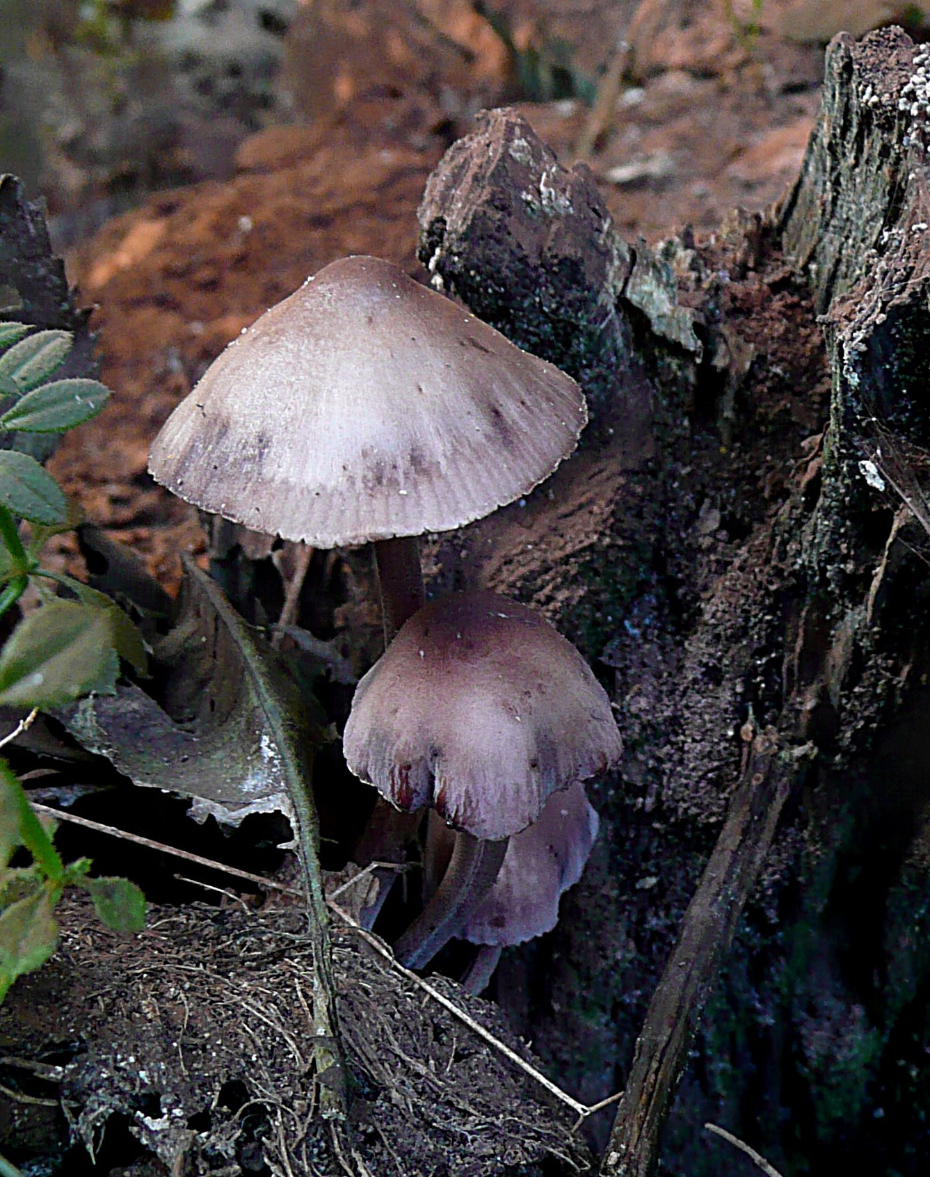Grote bloedsteelmycena