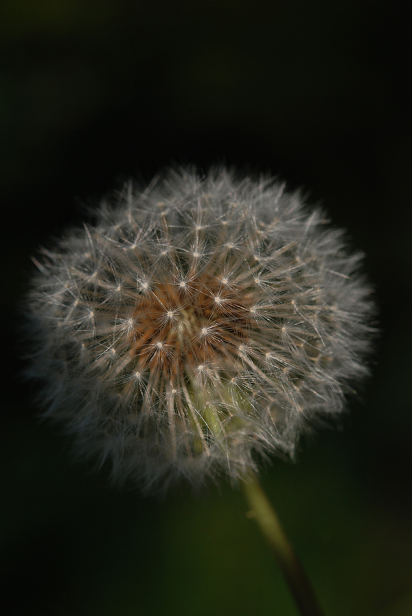 sterrenstelsel in de zon