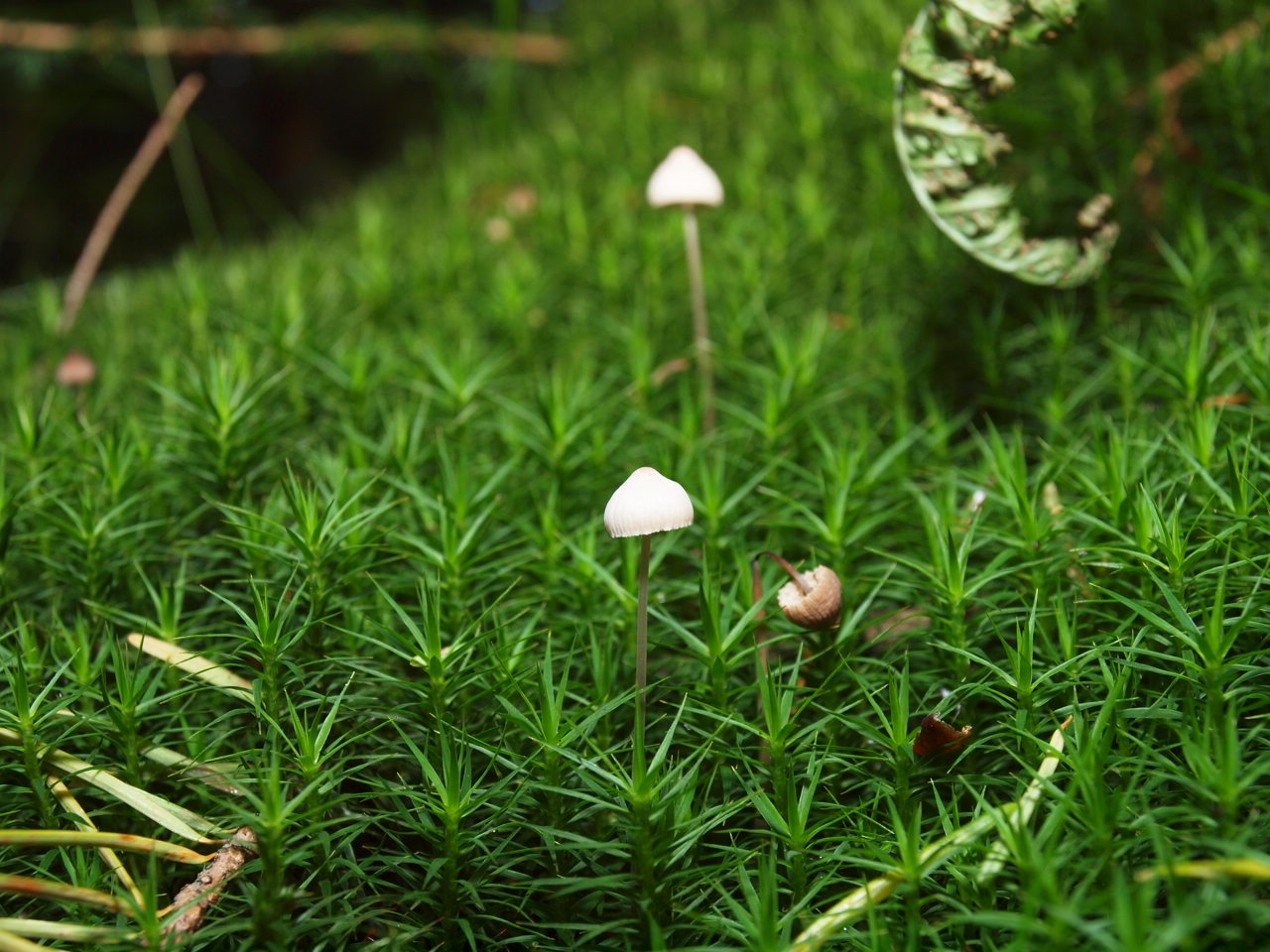 Paddestoeltjes in mos.