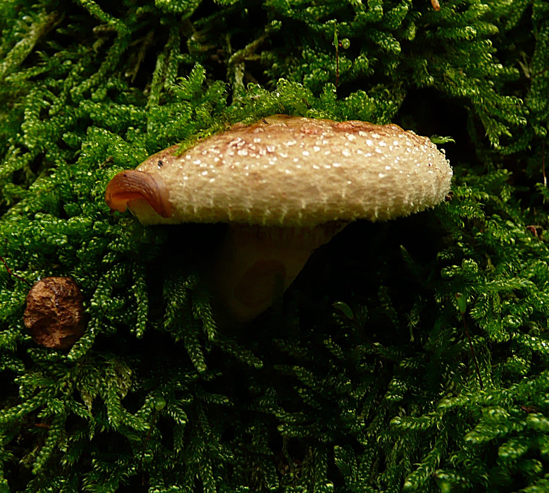 Ze zijn lekker zeker