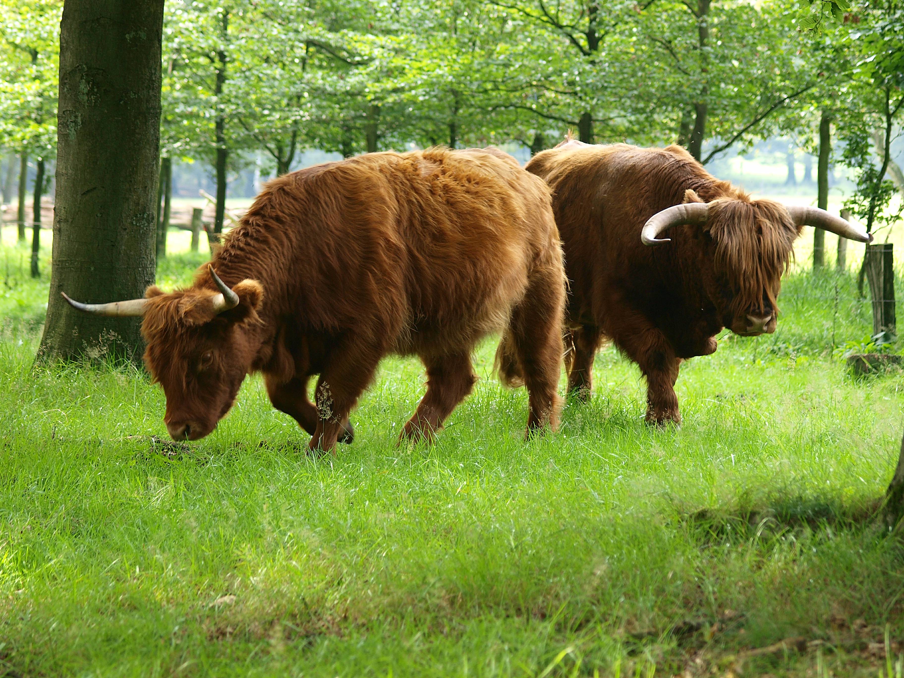 schotse hooglanders