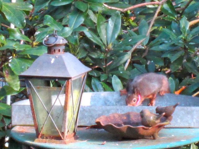 Verstrikte eekhoorn 0051