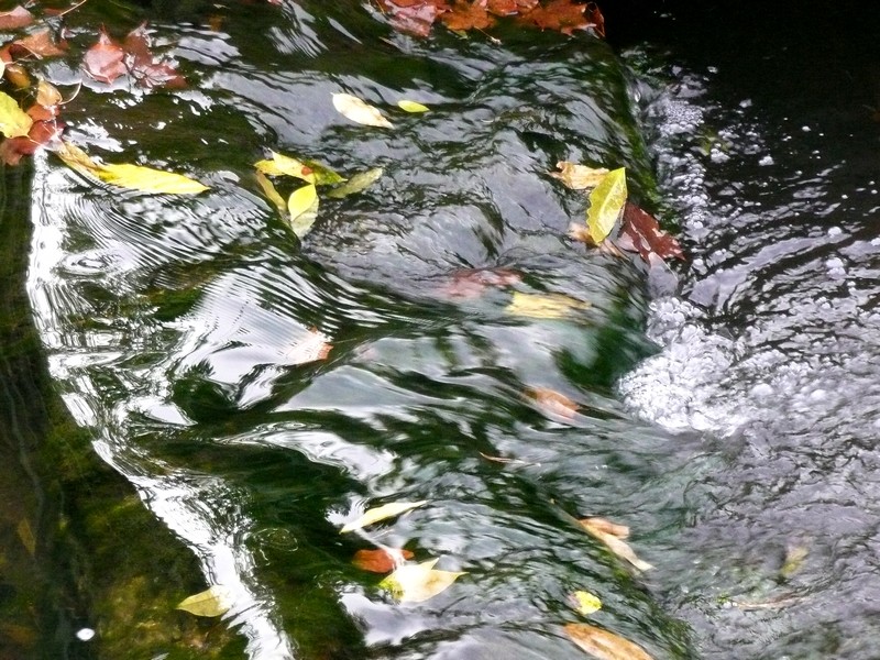 woeste stroom herfstblaadjes