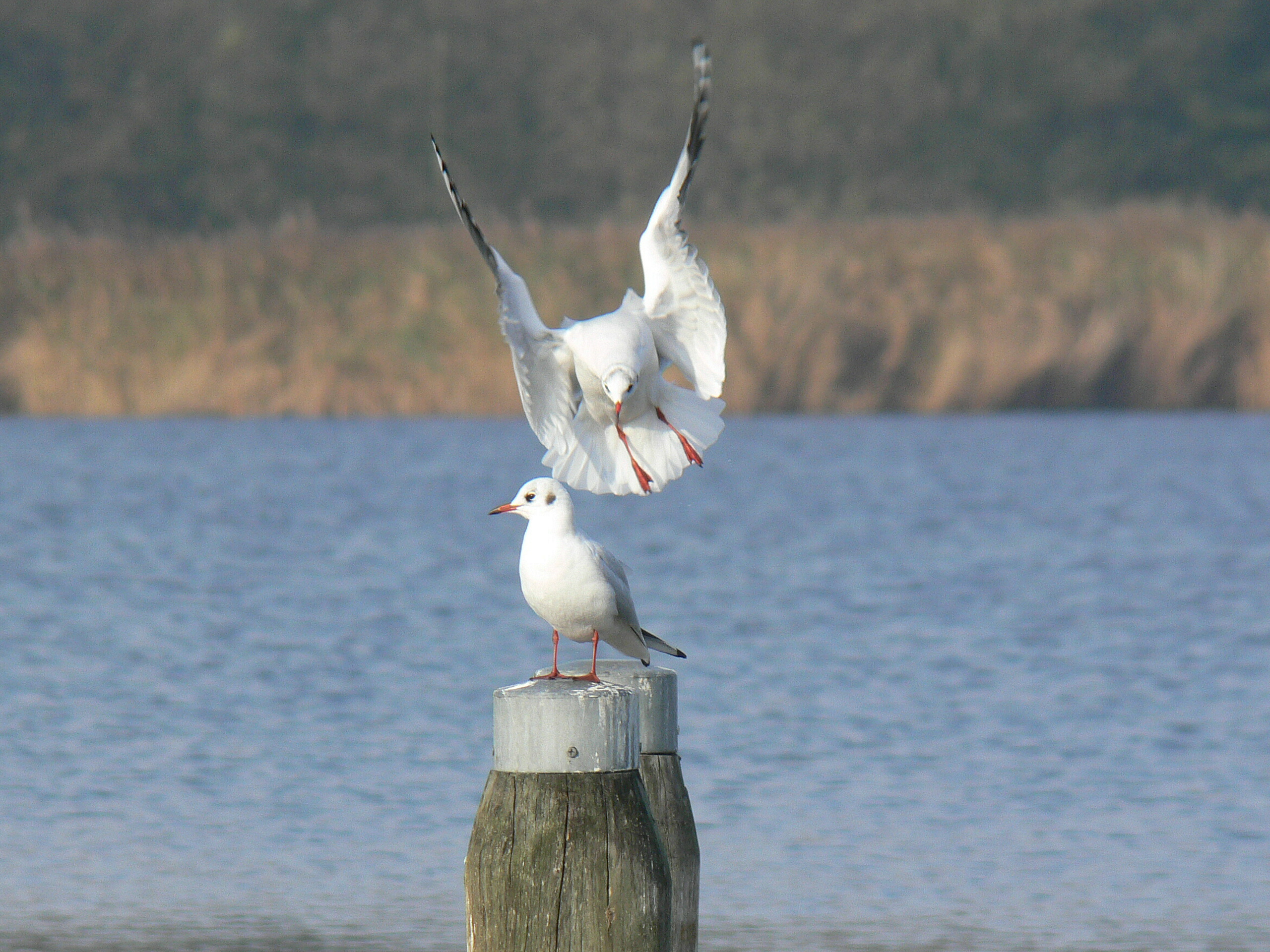 Opzij, want ik wil er ook bij!