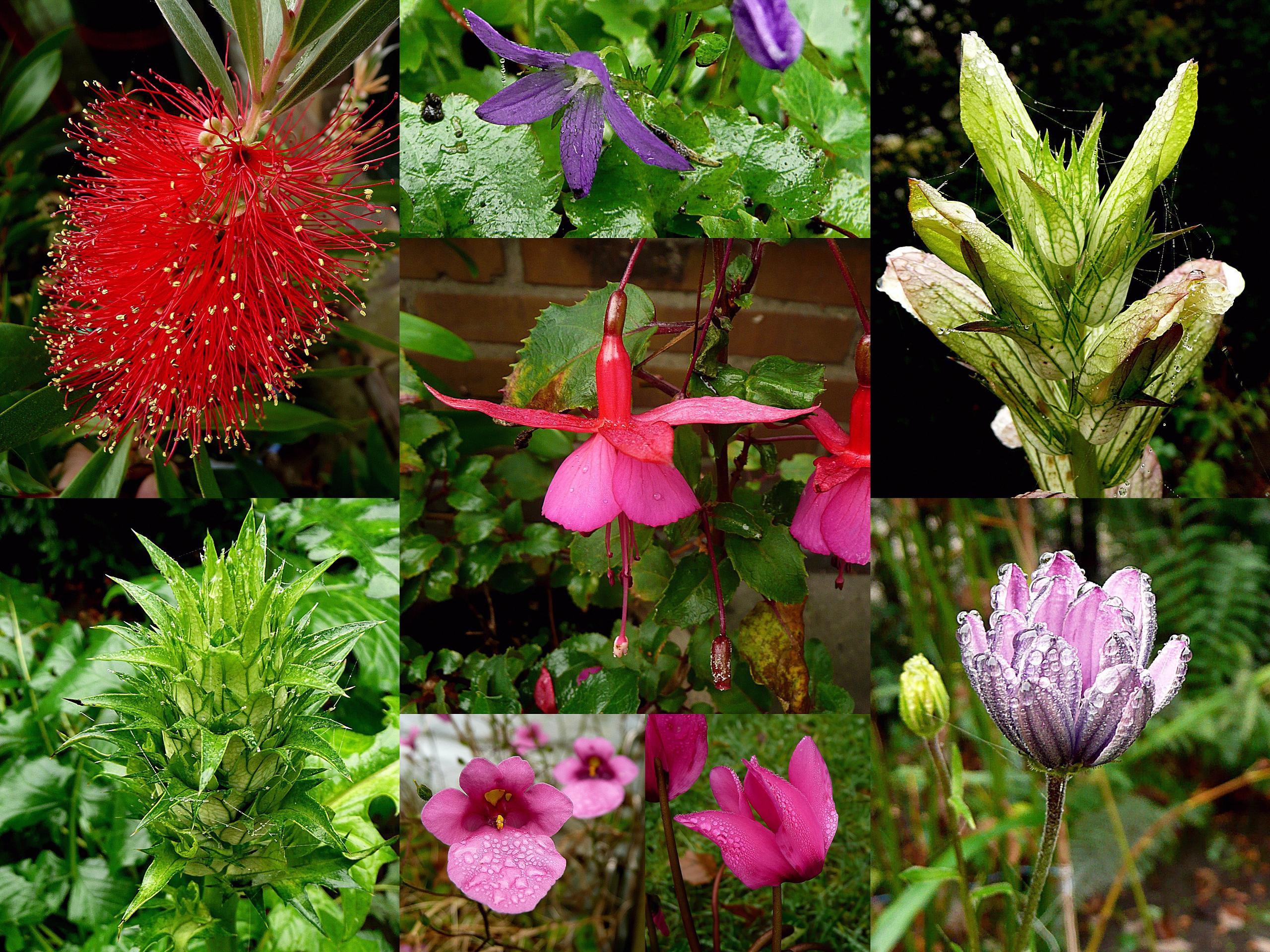 Nog in bloei op 22 november 2011