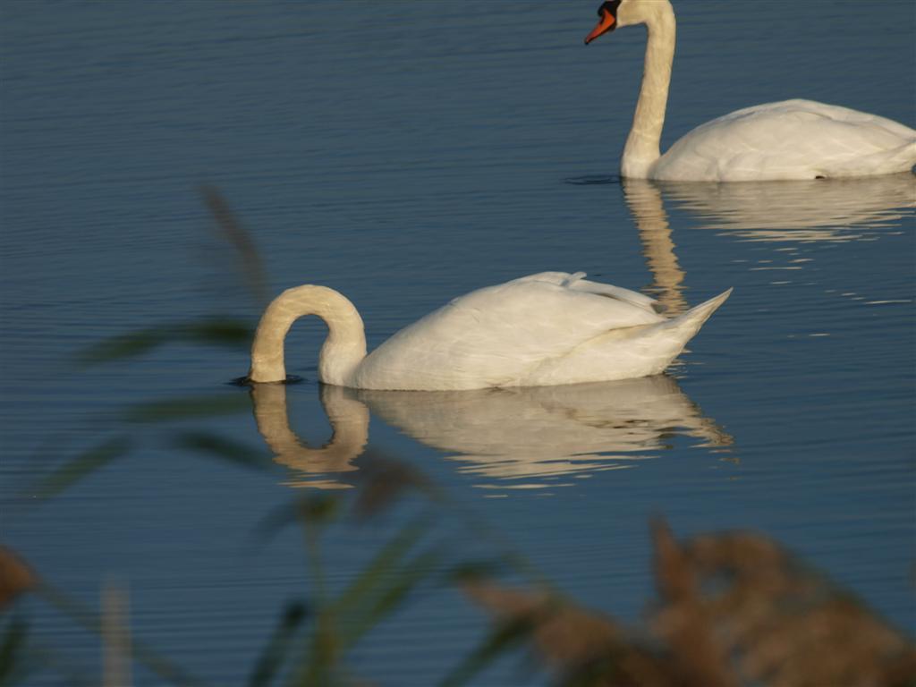 Spiegeling