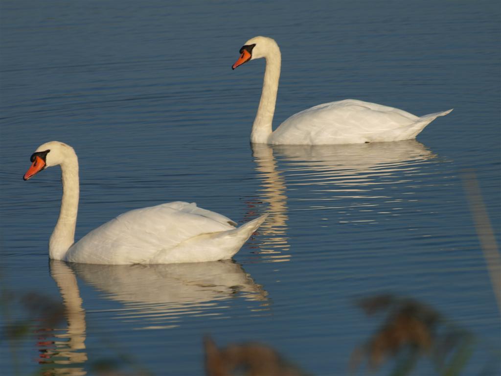 Knobbelzwanen