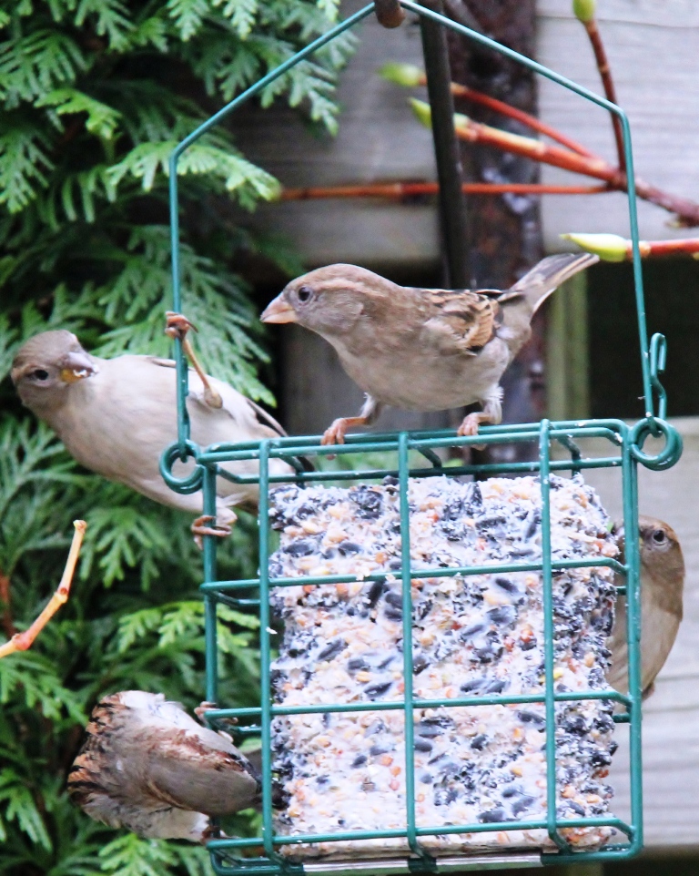 Is 't wat....of wordt het Chinees?