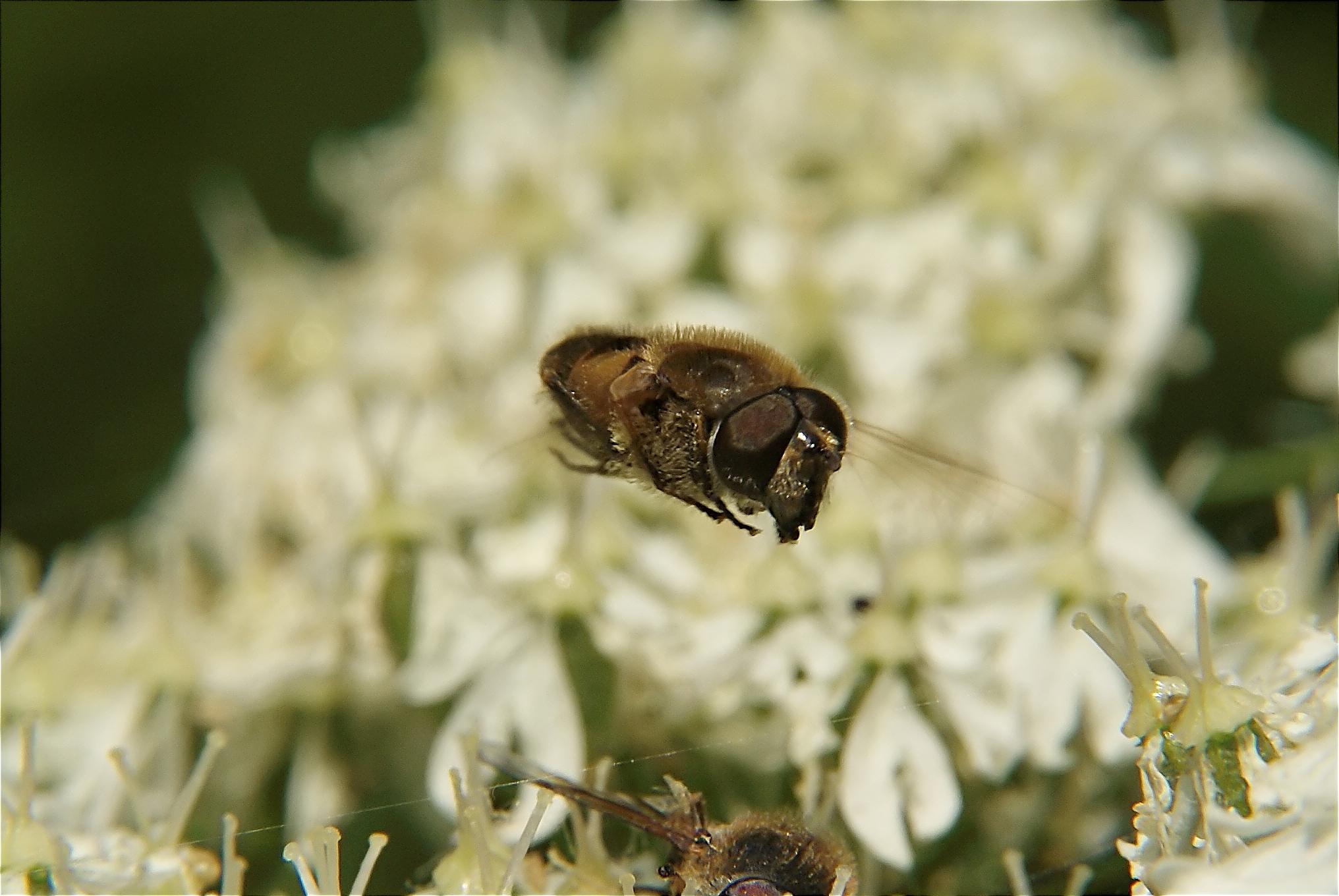 Een Bij waakt over een dode mede Bij 