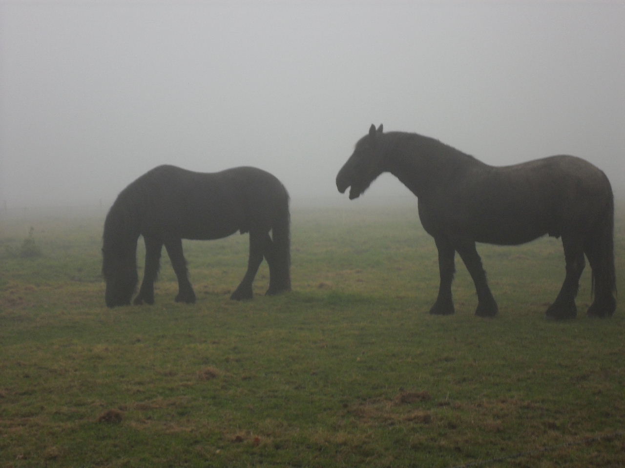 Paarden in de mist