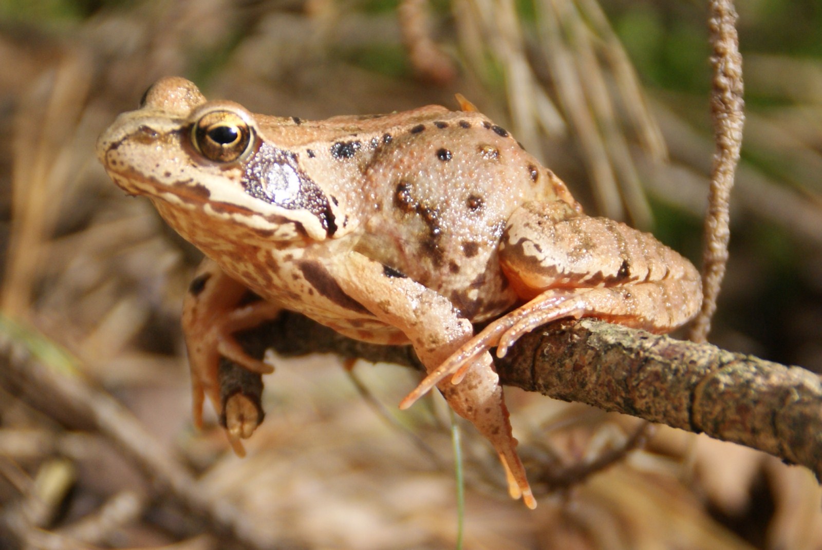 Bruine kikker