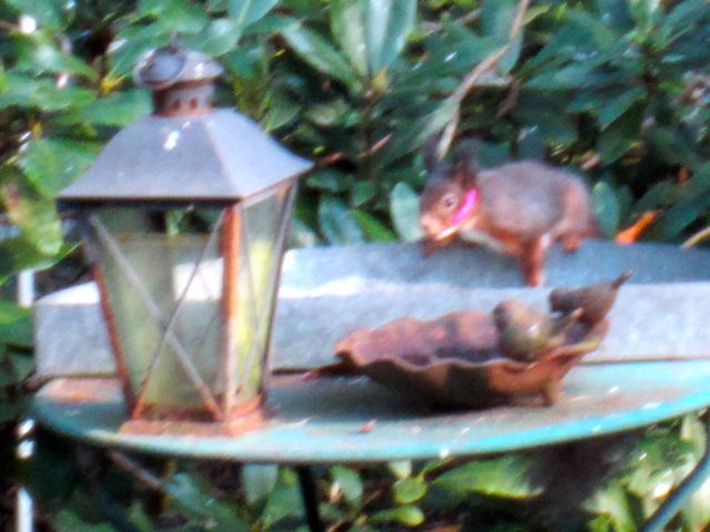 Verstrikte eekhoorn 0049