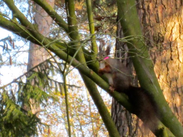 Verstrikte eekhoorn 0053