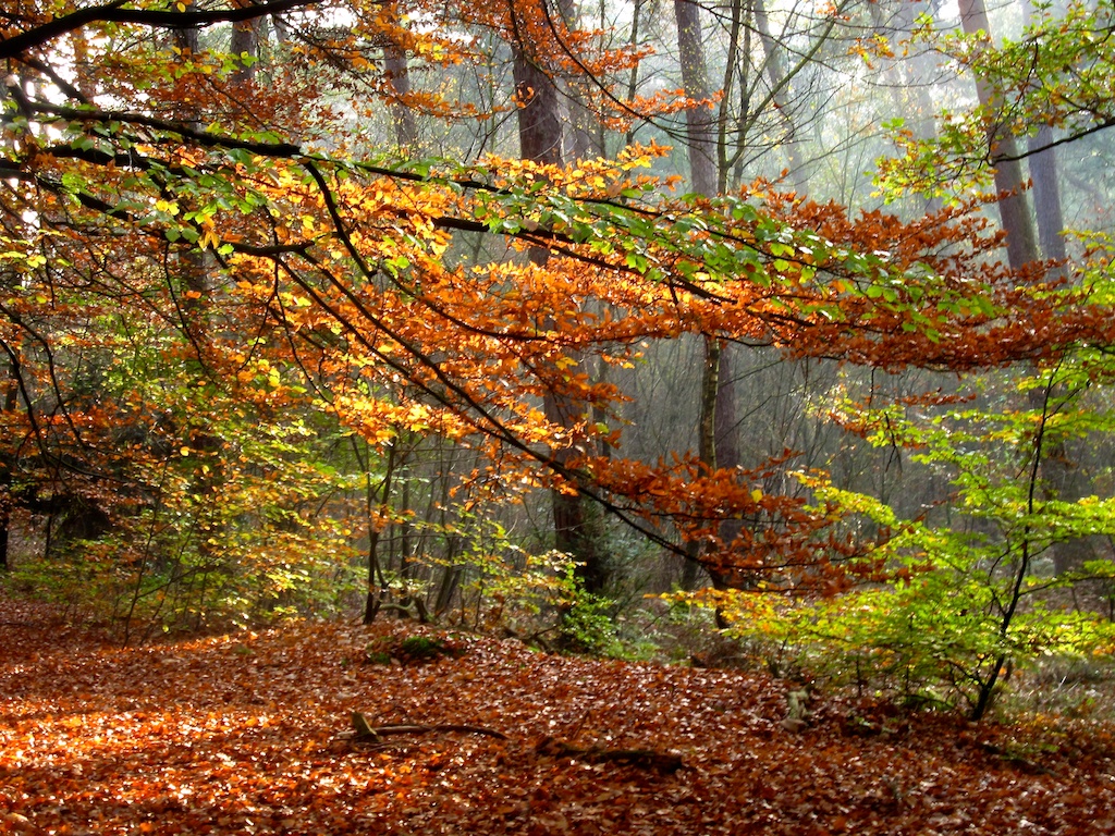 Herfstkleuren