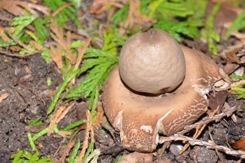 Ster uit de aarde (2)