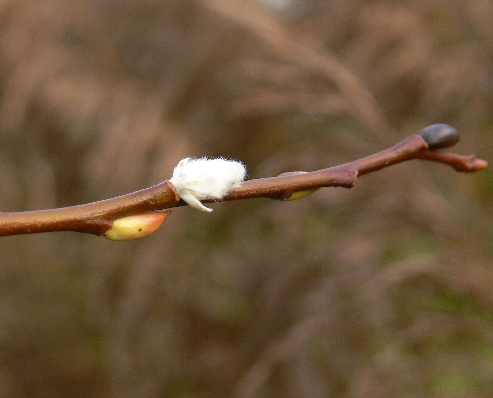 De Knotwilg is alweer aan het uitlopen!!!