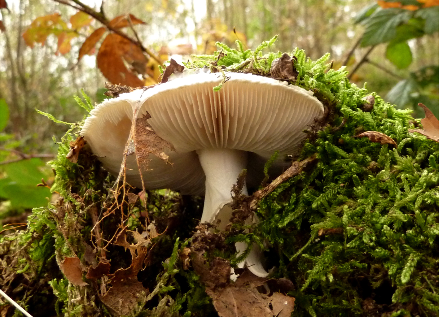paddenstoel schiet uit de grond