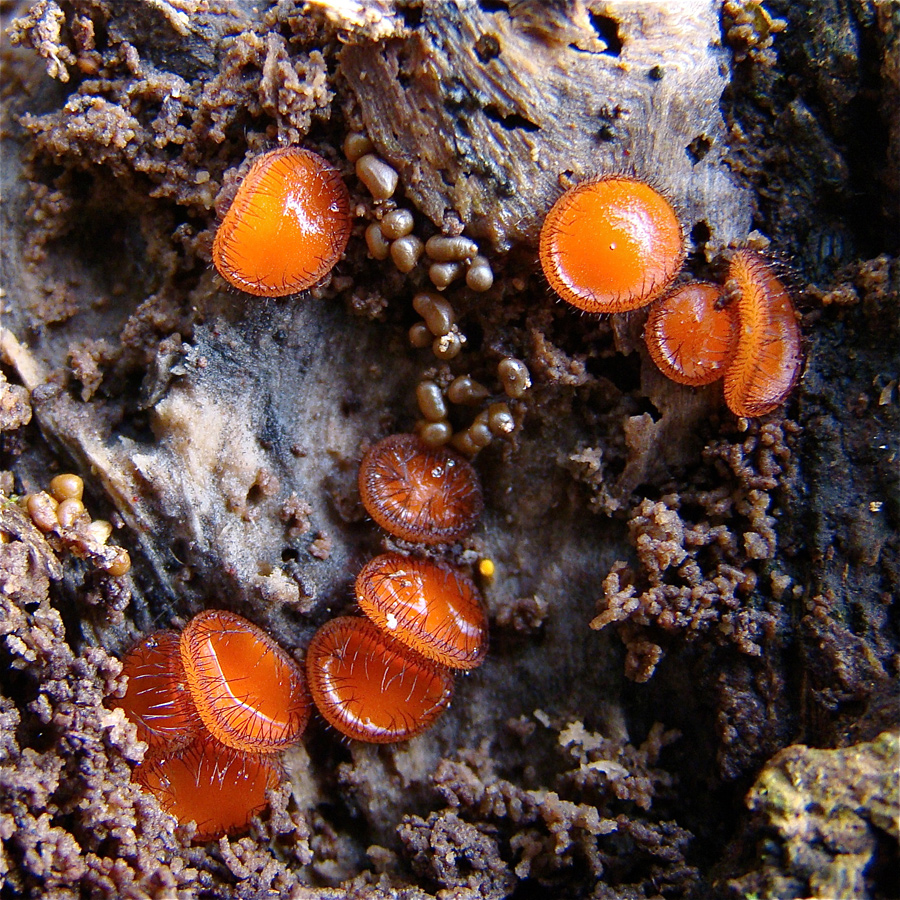 Gewoon wimperzwammetje