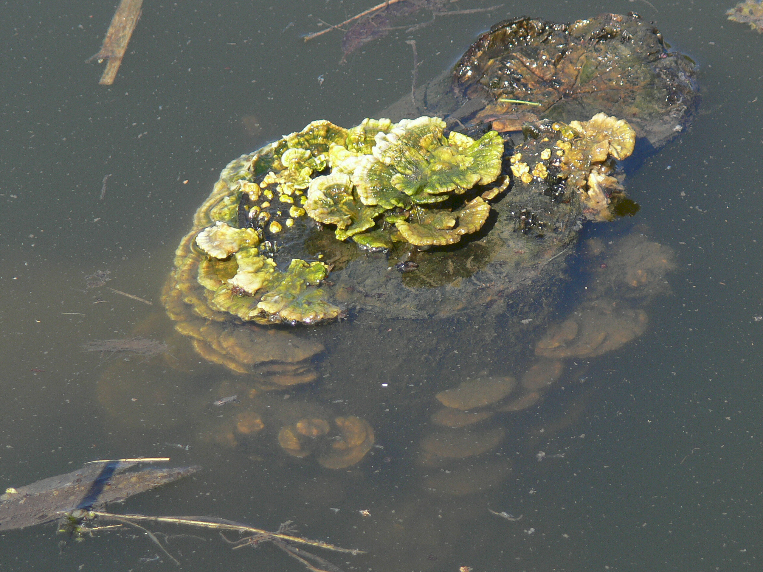 Elfenbankje boven en onderwater. 