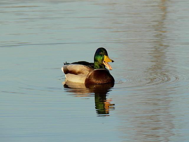 Wilde eend (m) heeft het zichtbaar naar zijn zin!