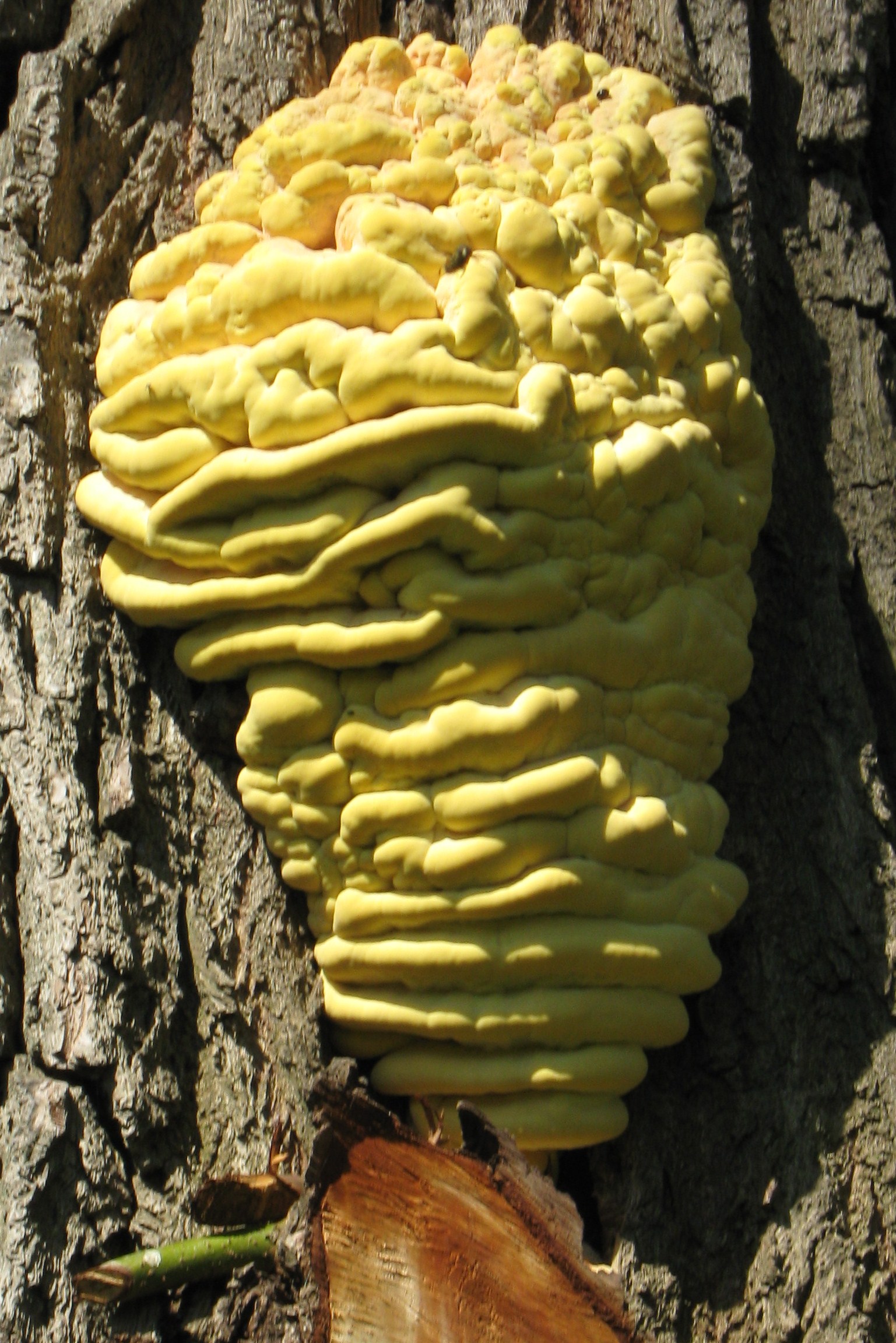 paddestoelen