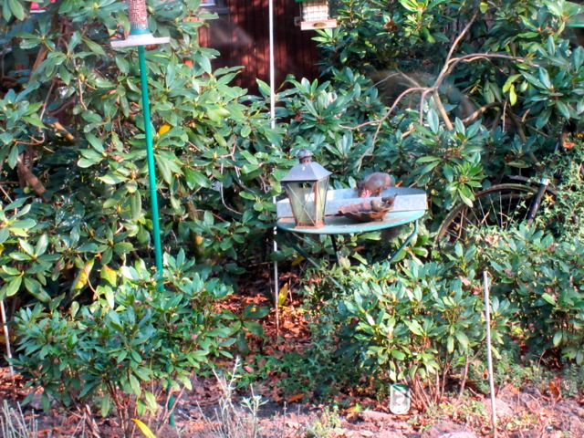 Verstrikte eekhoorn 0048